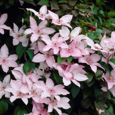 patens Pink Fantasy, Klematis Storblommig, C2