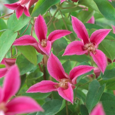 texensis Princess Diana, Lyktklematis, C2