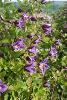 Clematis texensis Prince William ® Zo08171, Lyktklematis, C2