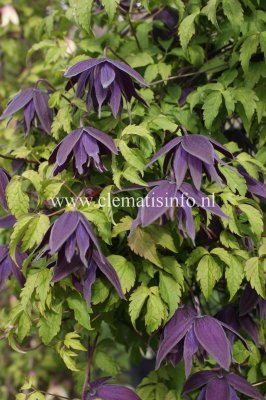 Clematis atragene Purple Spider, Klematis, C2