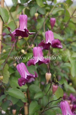 Clematis viticella Queen Mother, Italiensk Klematis, C2