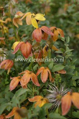Clematis tangutica Red Ballon, Gullklematis, C2