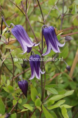 Clematis diversifolia Roguchi, Parmaklematis, C2