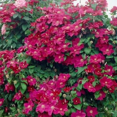 patens Rouge Cardinal, Klematis Storblommig, C2