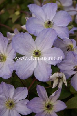 Clematis viticella Sea Breeze ®, Italiensk Klematis, C2