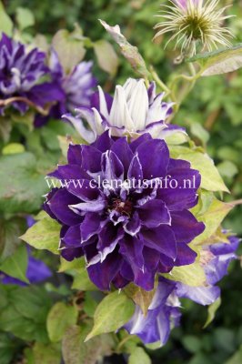 Clematis patens Shin-shigyoku, Klematis Storblommig, C2