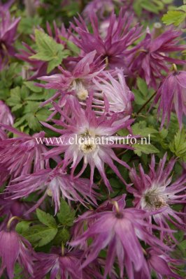 Clematis atragene Sorbet, Klematis, C2