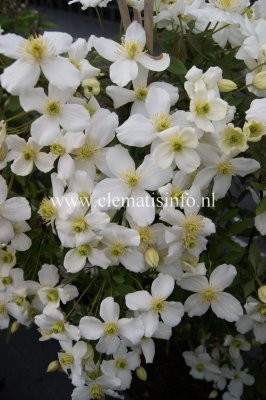 Clematis montana Spring Joy ® Zo12053, Bergklematis, C2