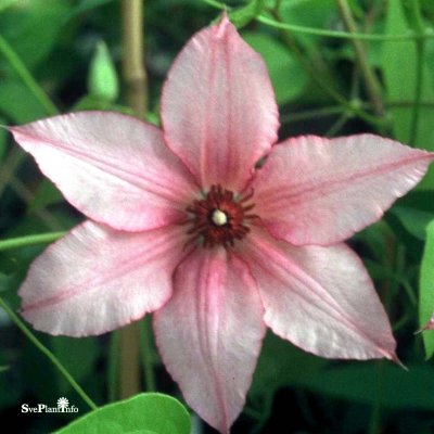 Clematis patens Pink Fantasy