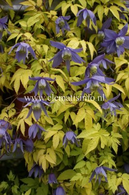 Clematis atragene Stolwijk Gold ®, Klematis, C2