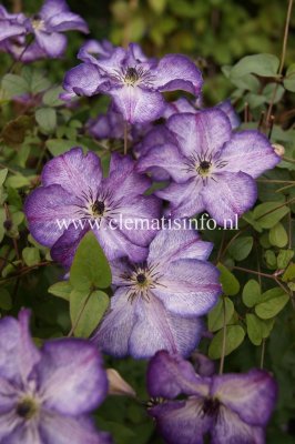 Clematis viticella Super Nova ® Zo09088, Italiensk Klematis, C2