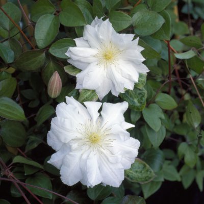 patens Sylvia Denny, Klematis Storblommig, C2