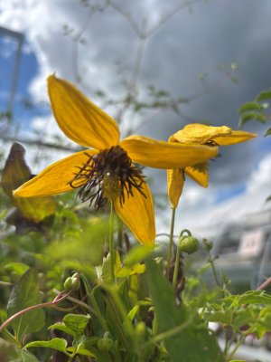 Clematis tangutica Golden Tiara ® (Kugotia)