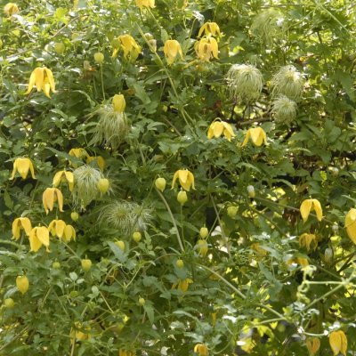 tangutica Lambton Park, Gullklematis, C2