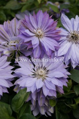 patens Teshio, Klematis Storblommig, C2