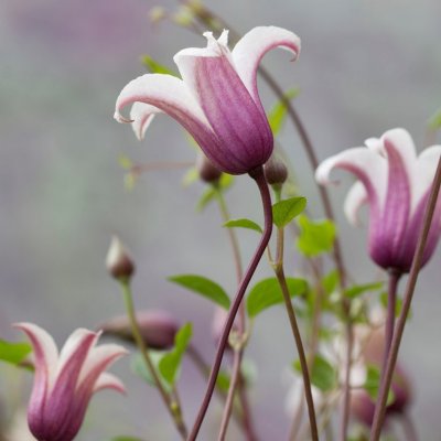 texensis Princess Kate, Lyktklematis, C2