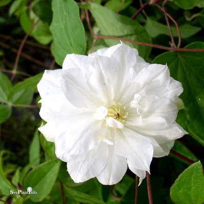 Clematis patens Duchess of Edinburgh