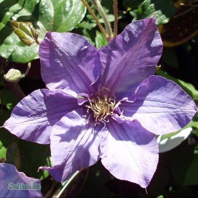 Clematis patens Vyvyan Pennell