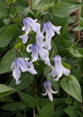 Clematis integrifolia Twinkle Zotwi, Klematis, C2