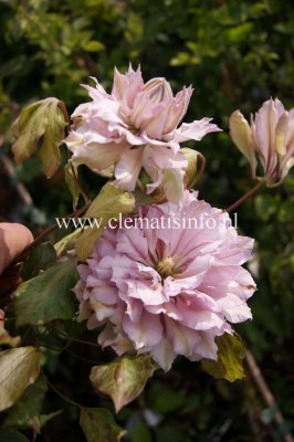 Clematis patens Violet Elizabeth, Klematis Storblommig, C2