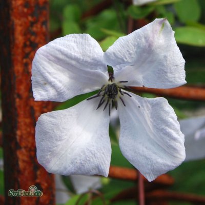 Clematis viticella Alba Luxurians