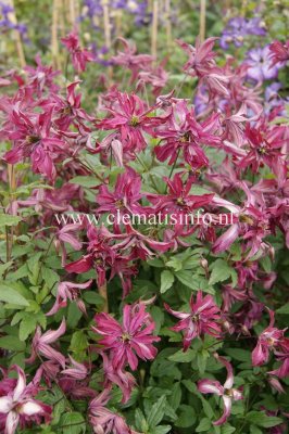 viticella Rosalyn, Italiensk Klematis, C2