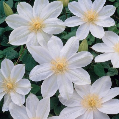 patens Wada´s Primrose, Klematis Storblommig, C2