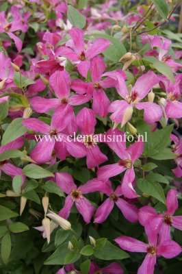 Clematis viticella Wonderful ®, Italiensk Klematis, C2