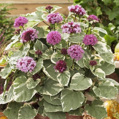 Clerodendrum bungei Pink Diamond, Klerodendrudrum