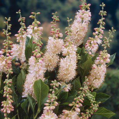 Clethra alnifolia Pink Spire, Konvaljbuske