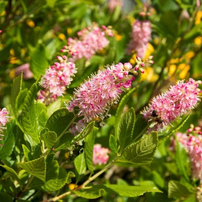 Clethra alnifolia Ruby Spice, Konvaljbuske