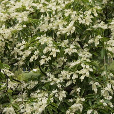 Clethra barbinervis
