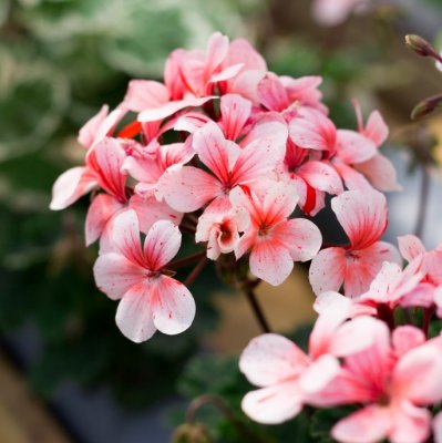 Äggskals-miniatyrpelargon, Clown, kruka