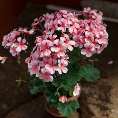 Äggskals-miniatyrpelargon, Clown, kruka