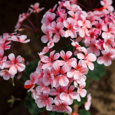 Äggskals-miniatyrpelargon, Clown, kruka