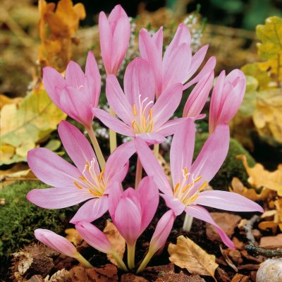 Tidlösa Colchicum Lilac Wonder 1st