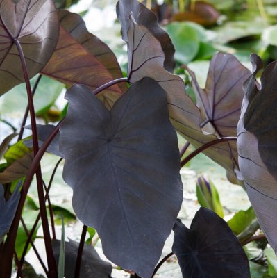 Taro Colocasia esculenta Black Magic 1st