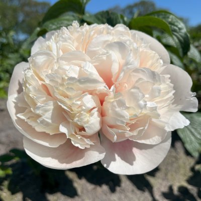 Paeonia lactiflora Colonel Owens Cousins , Luktpion, (höstleverans)
