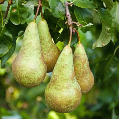 Päron, Conference E, stam P. com C10