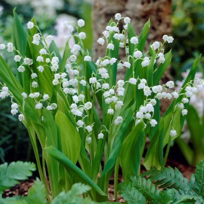 Convallaria majalis