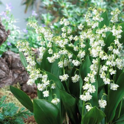 Convallaria majalis Prolificans, Liljekonvalj, P9cm