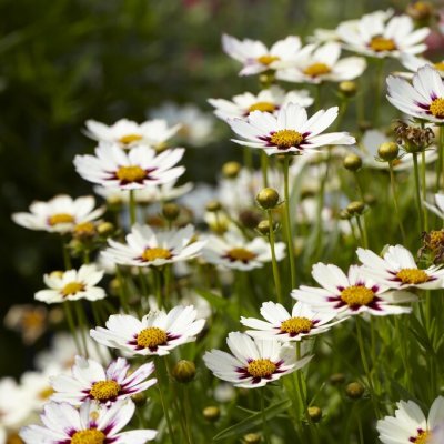 Coreopsis hybr. Star Cluster ®