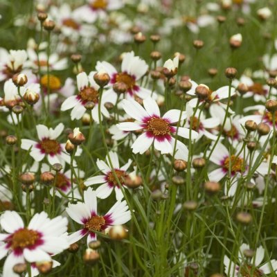 Coreopsis hybr. Sweet Dreams