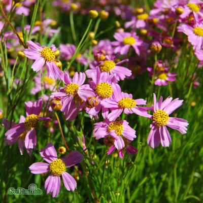 Coreopsis rosea American Dream, Rosenöga, P9cm