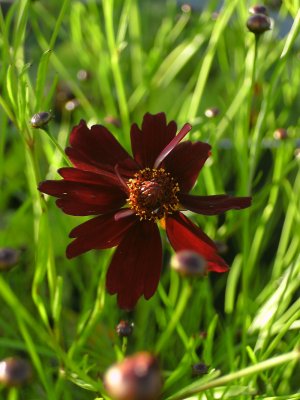 Coreopsis rosea Ruby Red, Rosenöga, P9cm