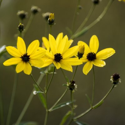 Coreopsis tripteris