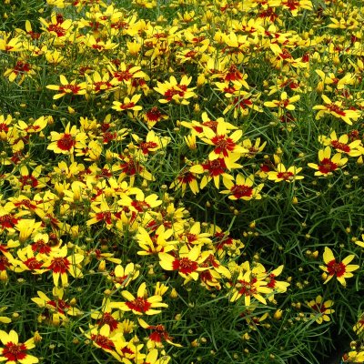 Coreopsis verticillata Firefly ®, Höstöga, P9cm