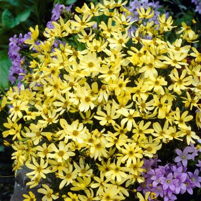 Coreopsis verticillata Moonbeam, Höstöga