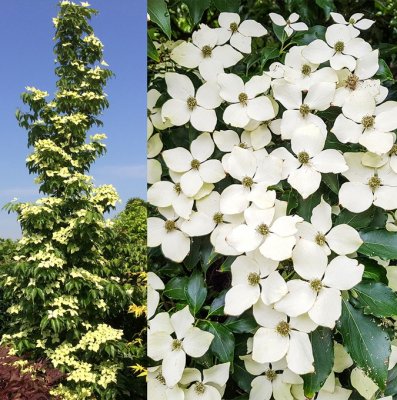 Cornus kousa Flower Tower, Koreansk Blomsterkornell