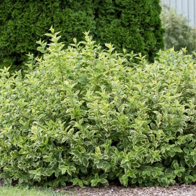 Cornus alba Gouchaultii, Kornell